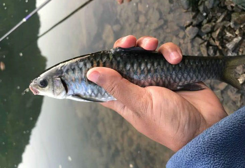淡水之王幼鱼？水库禁养后，却出现奇怪野鱼，比罗非鱼还凶