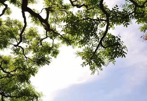 立夏面饵钓草鲤,立夏之后钓鱼的五个选择
