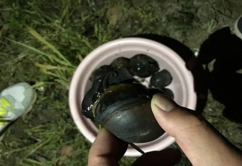 福寿螺?湖南河道现大量螺蛳,钓鱼人频繁钓起,鱼虾却大量减少