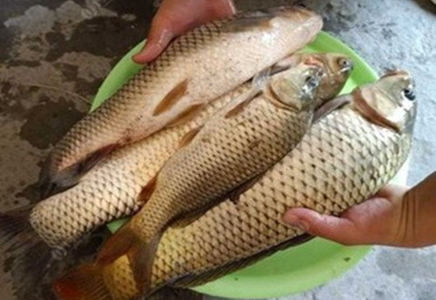 初夏野钓鲤鱼,浅谈初夏野钓鲤鱼的5招技巧