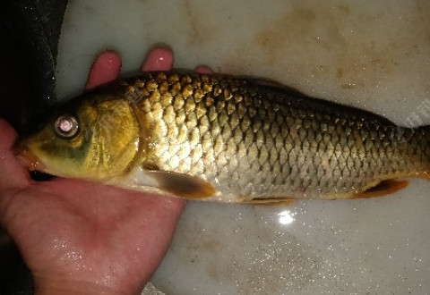 试钓江湖猎人小药,拉上十斤渔获