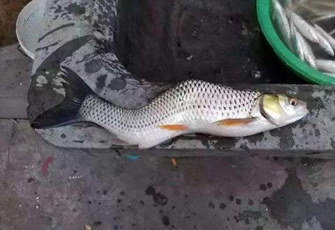 鲮鱼还是草鱼？河里都是这种“红眼鱼”，半斤多一条