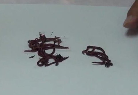 蚯蚓钓鱼 使用三个挂法更容易中鱼 [视频]