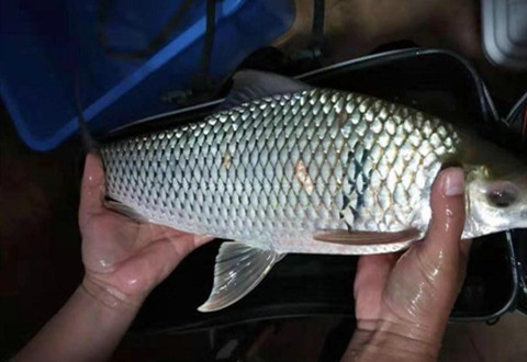 湖南河道,出现大量“花鲫鱼”,最大5斤一条,哪来的?