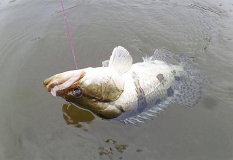 手竿钓法钓鳜鱼很好用