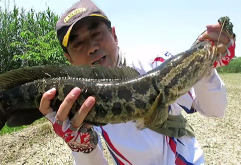 三耳鱼的黑鱼世界 2019夏季雷强之一 [视频]
