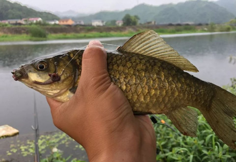 用蚯蚓做饵钓鱼可以用的几个技巧