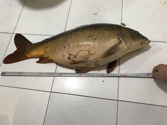 长沙男子，湘江钓获30斤“老鲤鱼”鳞片竟已掉光，这能吃吗