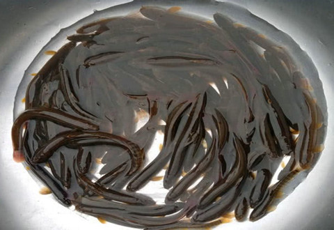 这种四川特有的“红泥鳅”，繁殖力惊人但却接近消失