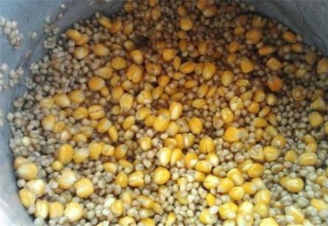 制作玉米麦粒窝料，野钓收获大鱼又不闹小鱼