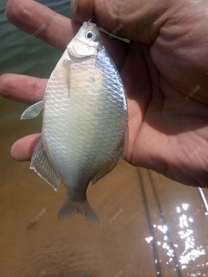 河边约会鲫妹子,结果败给鳑鮍