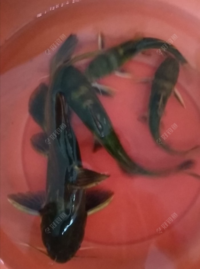 天苍苍 野茫茫,风吹钓点现黄颡