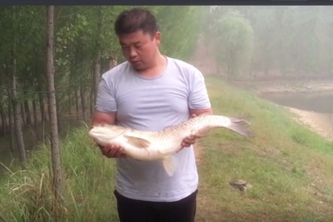 宝峰钓鱼  用自制玉米粒打窝钓鱼 轻松钓到十五斤的大草鱼  [视频]