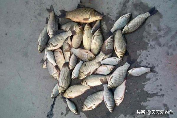 钓法简单又实用,适合夏季野钓