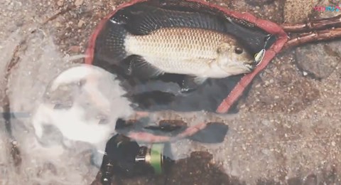 野水张超 异鱲大丰收 在溪流体验夏天的感觉 [视频]