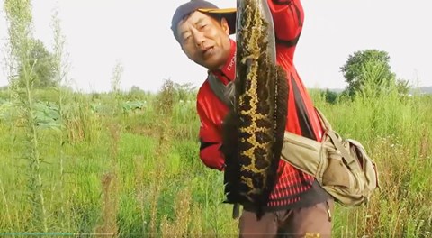 三耳鱼的黑鱼世界 2019夏季雷强之 七 [视频]