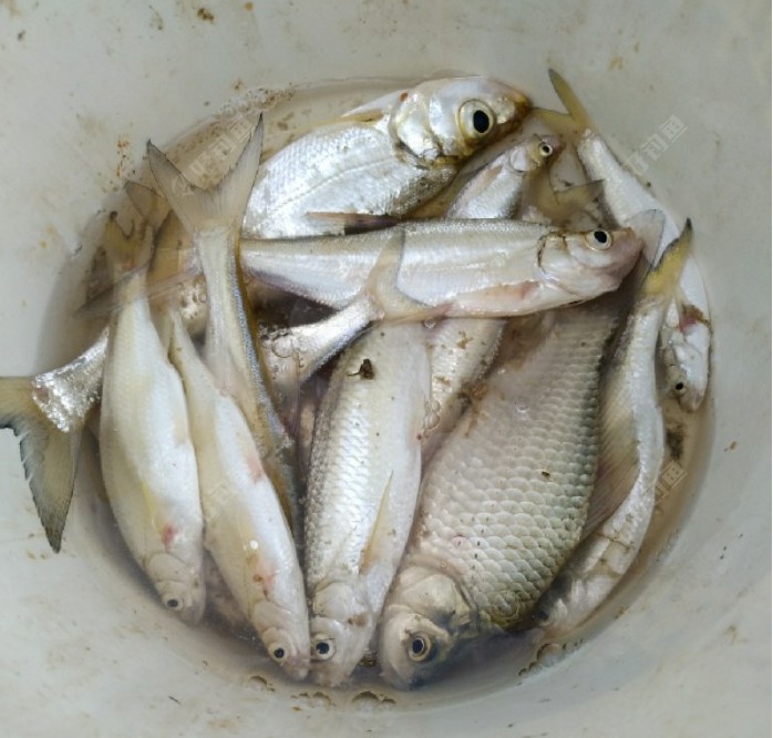 小河断流,剩饵拉白条,效果不错