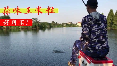 户外老曹 鱼爱吃蒜味玉米粒吗？来实战测试一下 [视频]