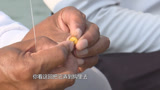 化绍新钓鱼技巧 老玉米的正确挂钩方式，看看你做对了吗 [视频]