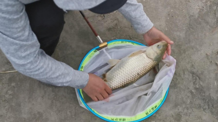 麦子钓鱼 9.5尺短竿也疯狂，诱钓结合弯弓拔鲢鱼、草鱼 [视频]