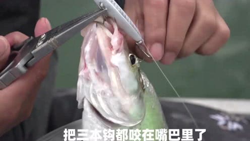 EWE路亚 一个小型水库路亚，钓了很多翘嘴 [视频]