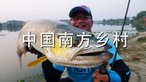 小汐路亚 中国南方乡村 擒拿水中老虎鳡鱼 [视频]
