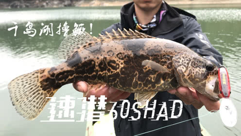 DNE去路亚 千岛湖鳜鱼连拔 [视频]