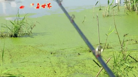 三耳鱼的黑鱼世界 2020春季雷强之九 [视频]