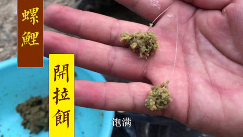 户外老曹 你知道怎样用螺鲤开好一份拉饵吗？ [视频]