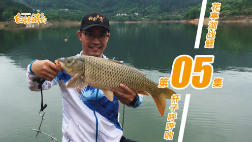白条杀手 第一杆就中鱼，鲤鱼力气大杆子呼呼响 [视频]