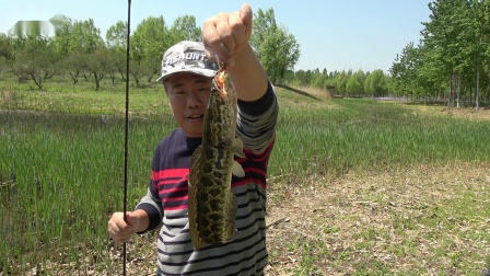 渔猎路亚  风中爆咬 浅水小塘有惊喜 [视频]