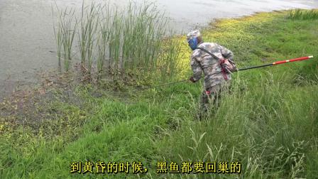 三本先生 点钓黑鱼 河道点钓黑鱼、三 [视频]