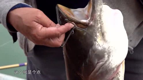 李大毛钓鱼 抄上来才发现这是米级大鲶鱼 [视频]