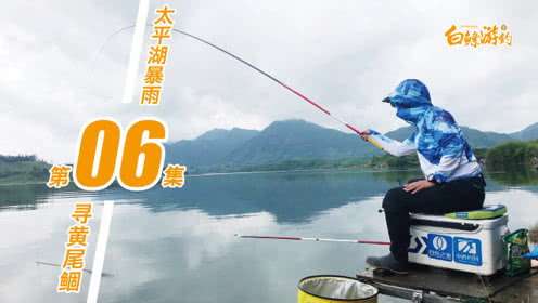 白条杀手 冒雨奔波百里，寻钓黄尾鲴 [视频]