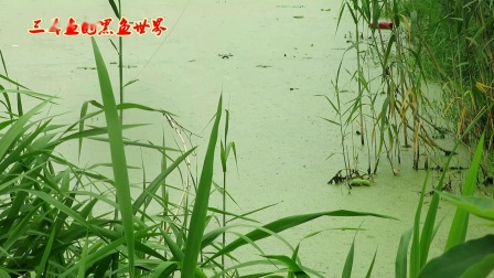 三耳鱼 黑鱼世界 2020夏季雷强之二 [视频]