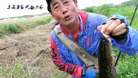 三耳鱼 黑鱼世界 2020夏季雷强之五 [视频]