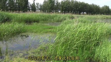 三本先生 点钓黑鱼 弯口点钓黑鱼 [视频]