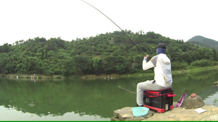 麦子钓鱼 这种钓法通杀鳊鱼、翘嘴、鲢鳙、草鱼 [视频]