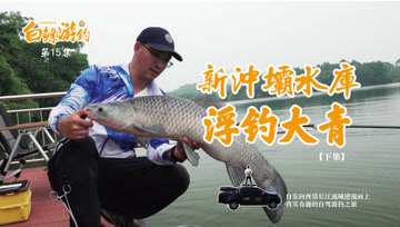 白条杀手  饵料甩大鞭浮钓青鱼，这效果也是没谁了 [视频]