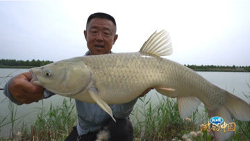 游钓中国第六季18集 太白湖前一线牵 芦花流水草鱼肥 [视频]