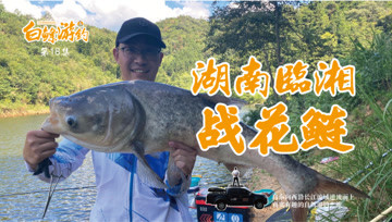 白条杀手  湖南临湘战鲢鳙，这条花鲢厉害了 [视频]