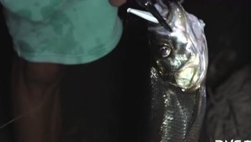 DNE去路亚 颤杀夜钓翘嘴连拔！惊喜钓获鲶鱼 [视频]