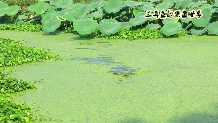 三耳鱼的黑鱼世界 2020年秋季雷强之六 [视频]