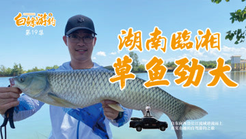 白条杀手 草鱼脾气真暴躁，一不留神，险些被拖下水 [视频]