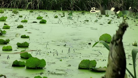 三耳鱼的黑鱼世界 2020年秋季雷强之十 [视频]