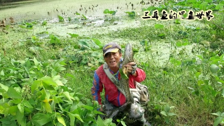 三耳鱼的黑鱼世界 2020年秋季雷强之十一 [视频]