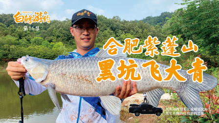 白条杀手 紫蓬山大物坑，用6H杆差点把青鱼拔飞起来 [视频]