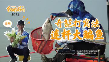 白条杀手  这种奇葩打窝方法，大鳊鱼连竿到手软  [视频]