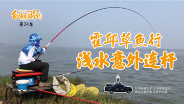 白条杀手  秋钓城东湖，浅水连杆草鱼，险遭蝮蛇偷袭  [视频]