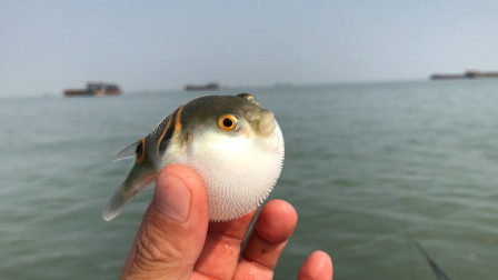 钓鱼维 矶钓竿滑漂海钓河豚，大力马子线拉饵钓 [视频]